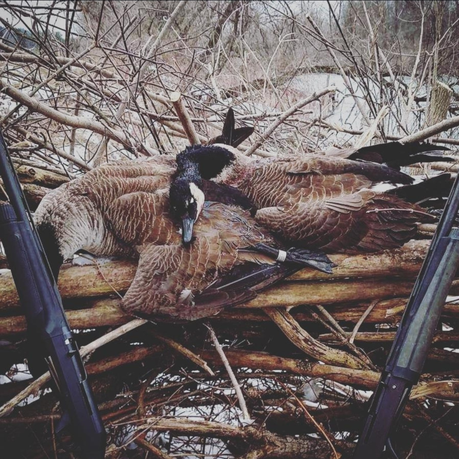 CatManDue Waterfowl Chapter hunt 1