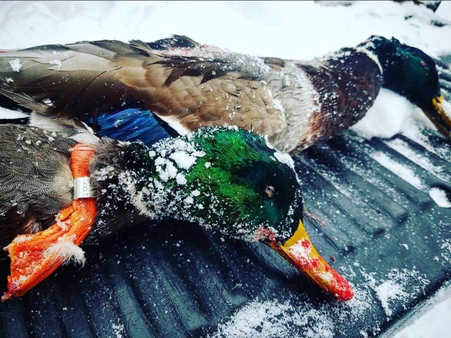 CatManDue Waterfowl Chapter hunt 2