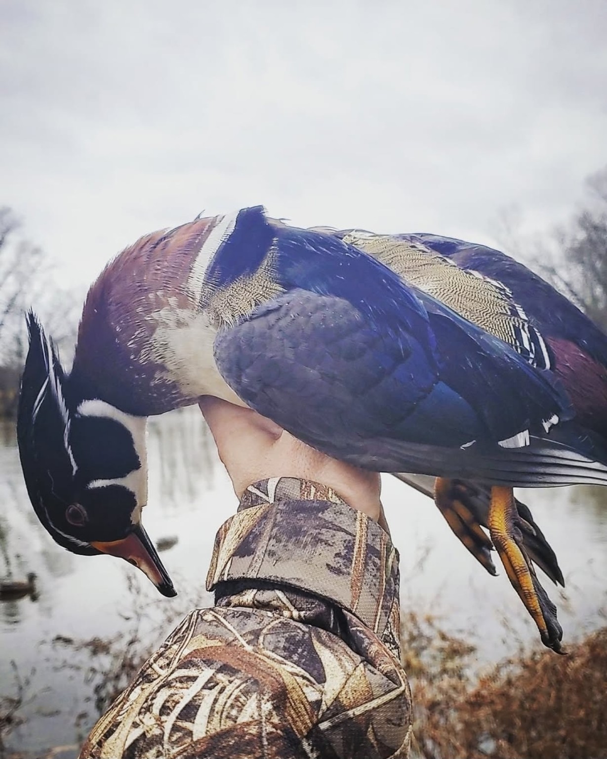 CatManDue Waterfowl Chapter hunt 4