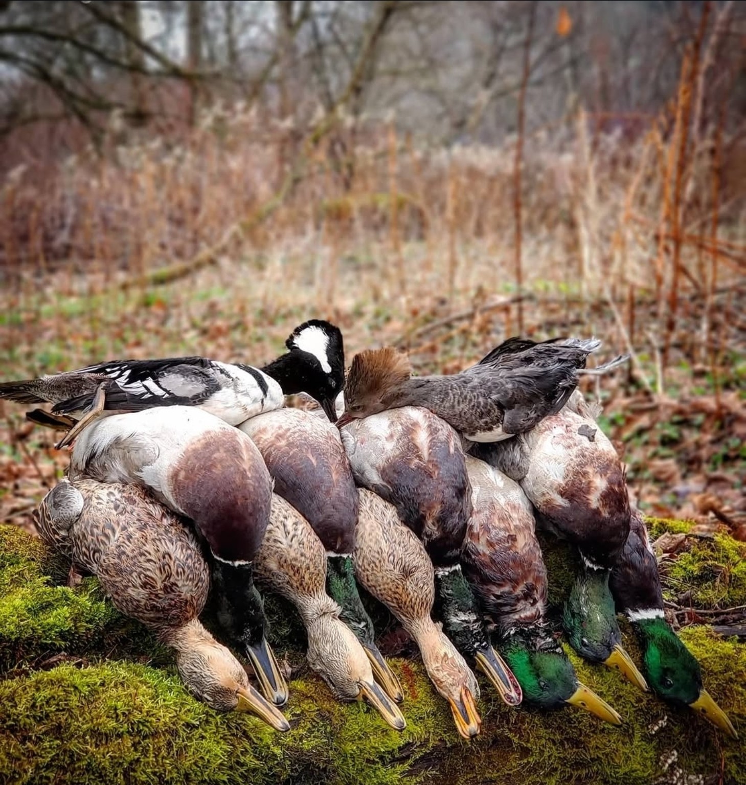 CatManDue Waterfowl Chapter hunt 6