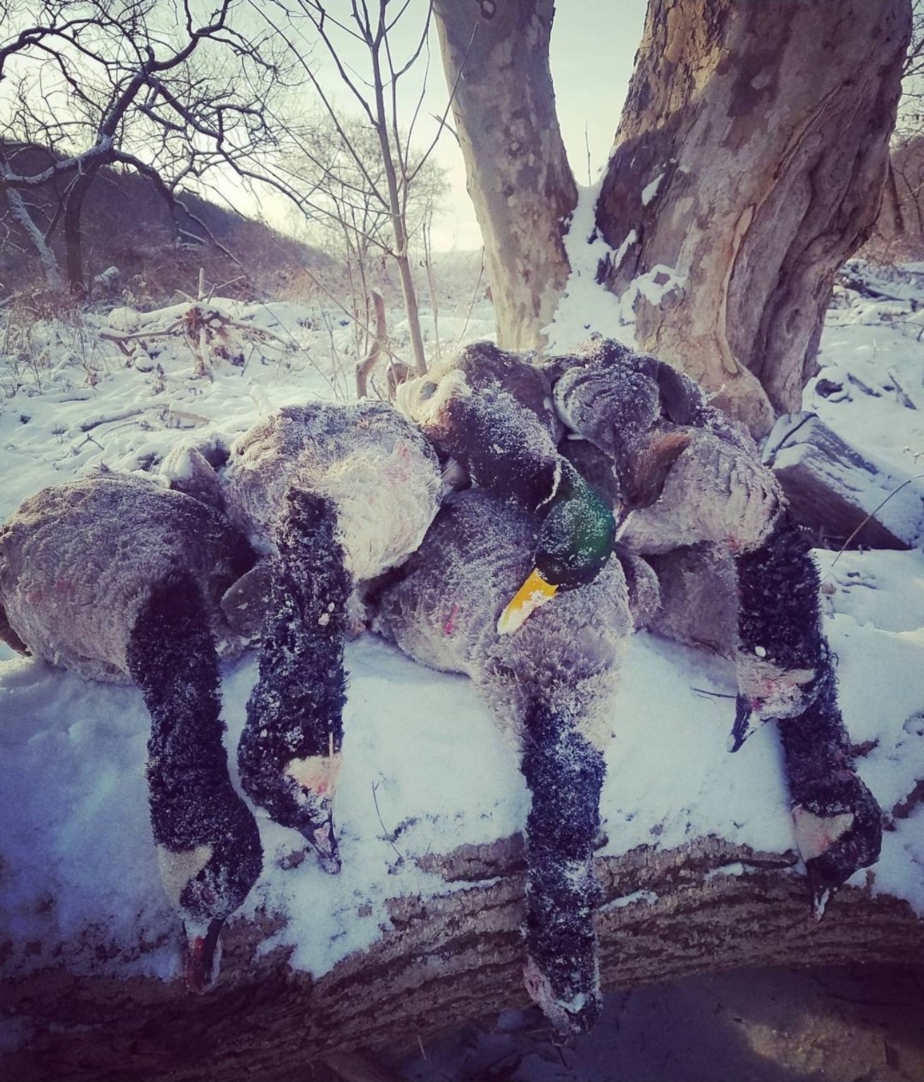 CatManDue Waterfowl Chapter hunt 8
