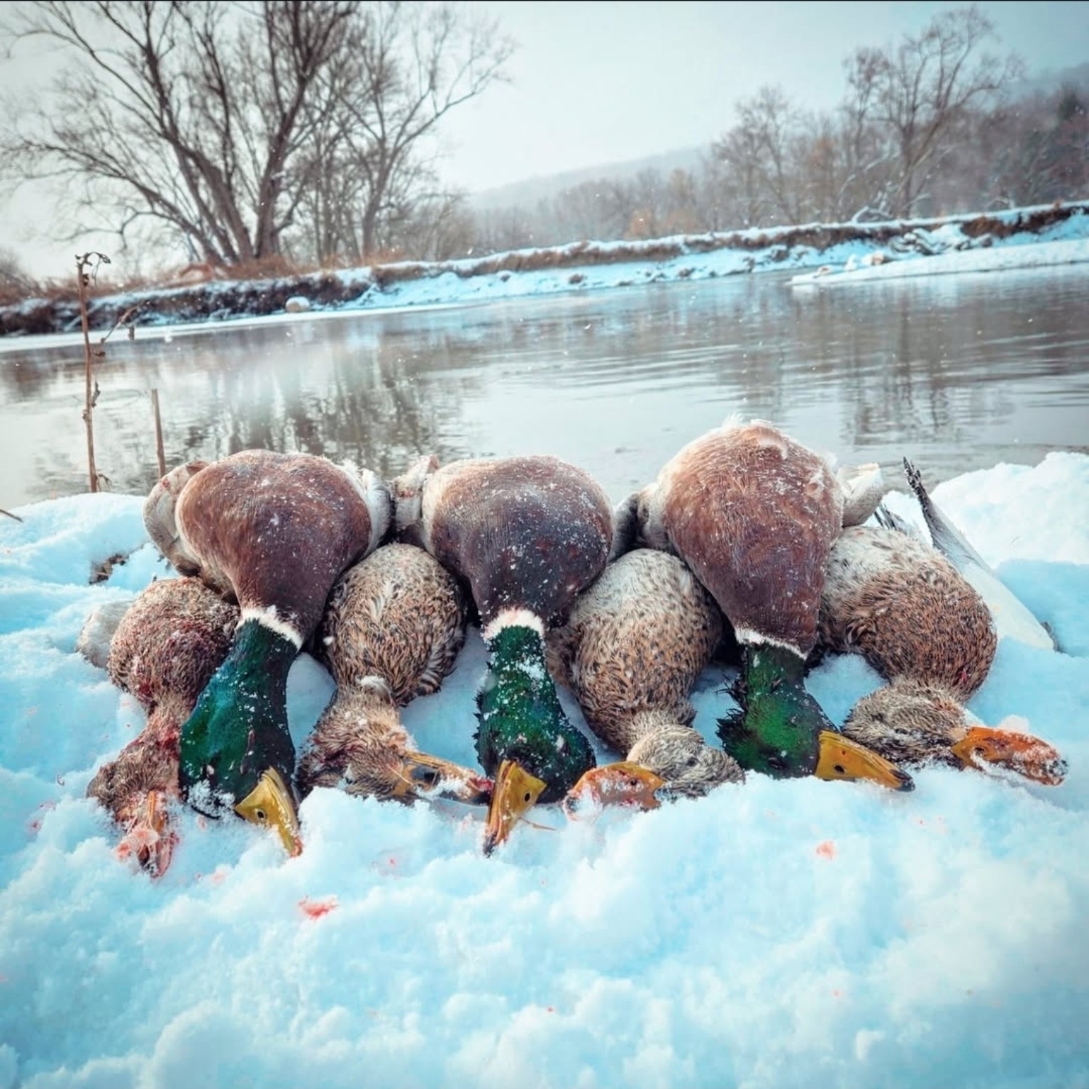 CatManDue Waterfowl Chapter hunt 10