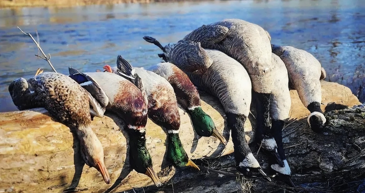 CatManDue Waterfowl Chapter hunt 12