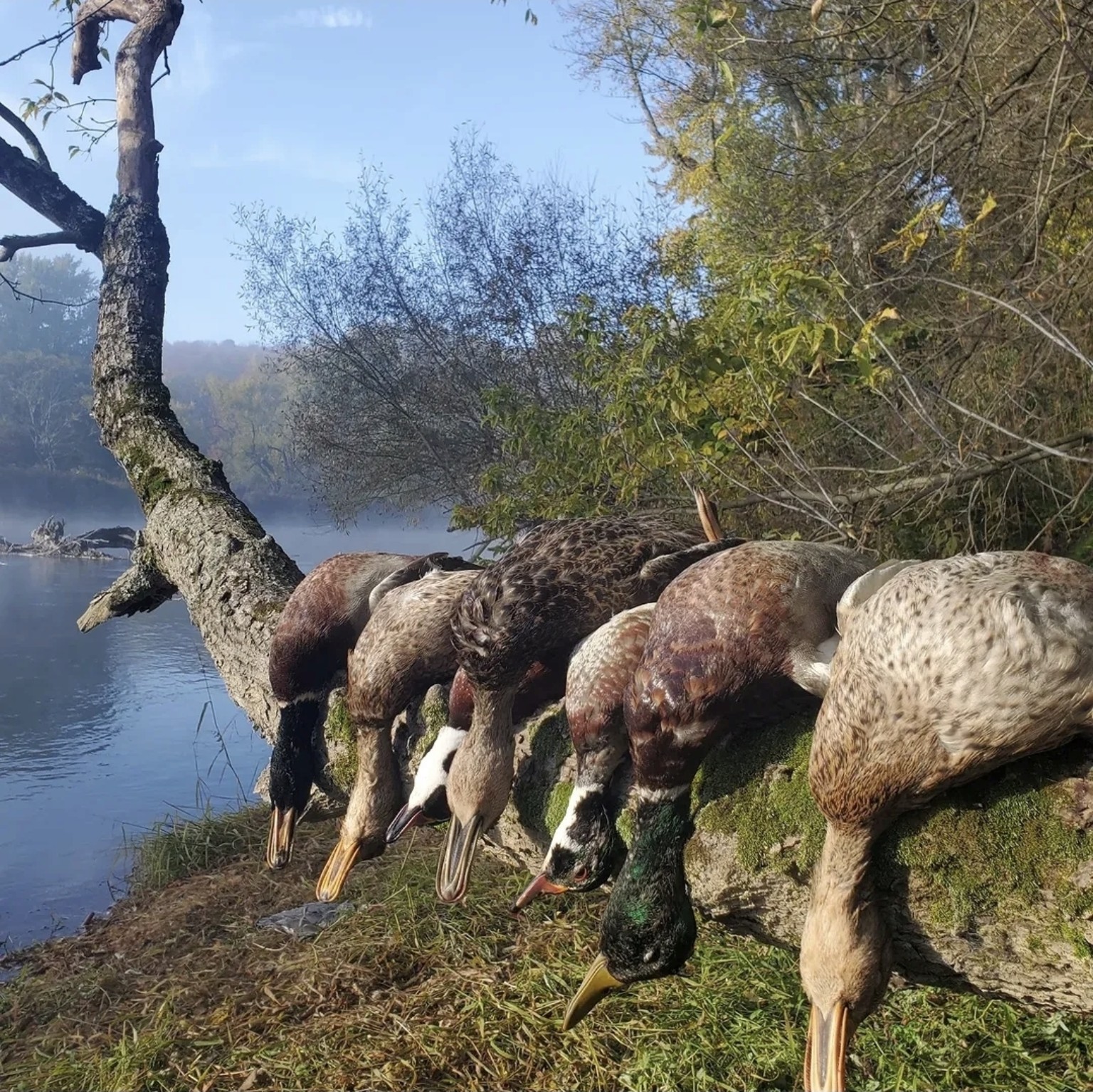 CatManDue Waterfowl Chapter hunt 13
