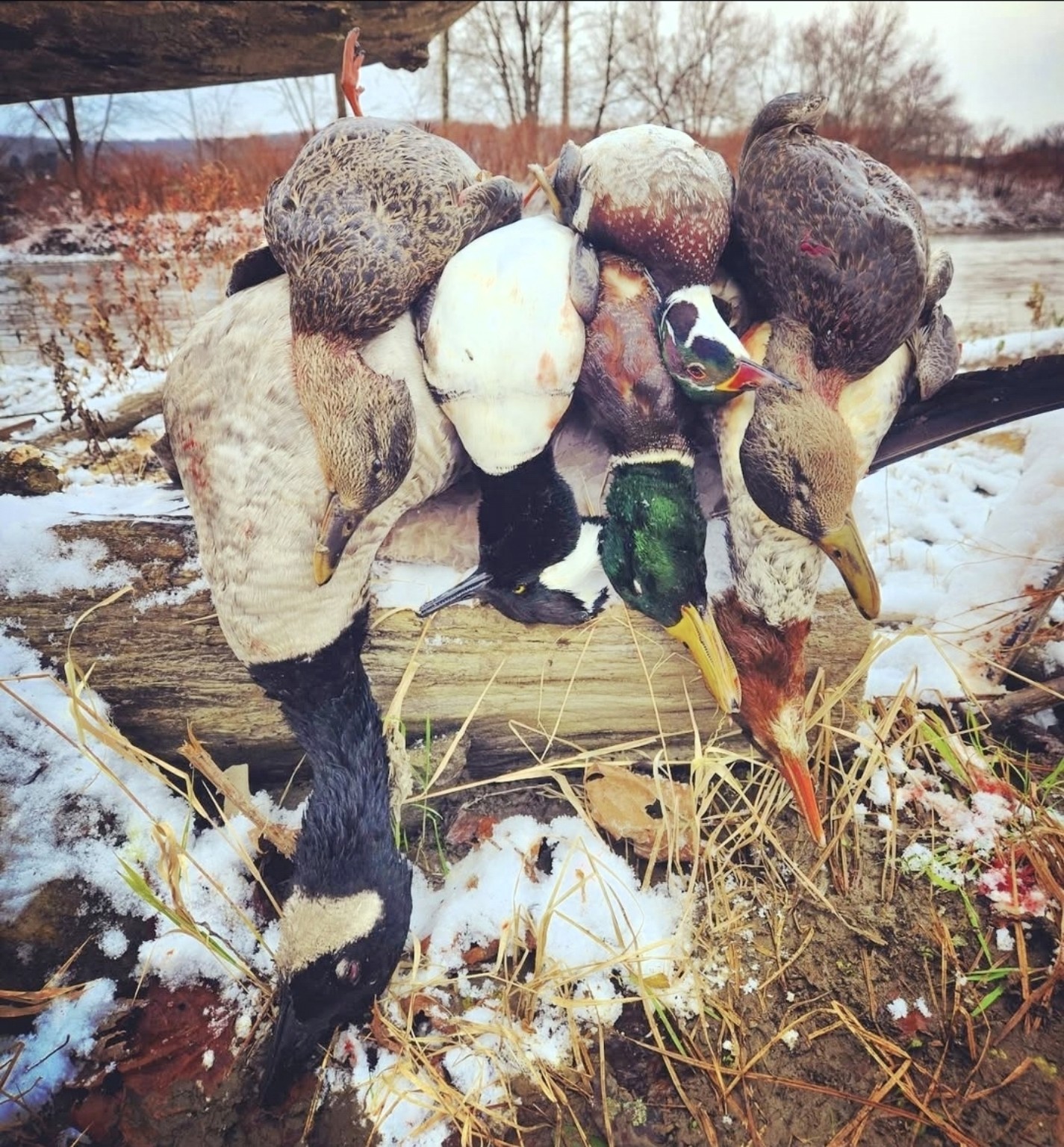CatManDue Waterfowl Chapter hunt 14